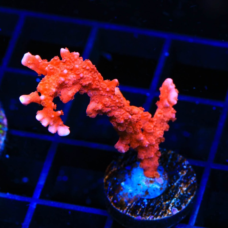 JF TNT Anacropora Coral
