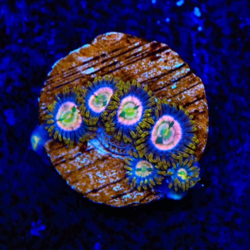 Laser Lemon Zoanthids Coral