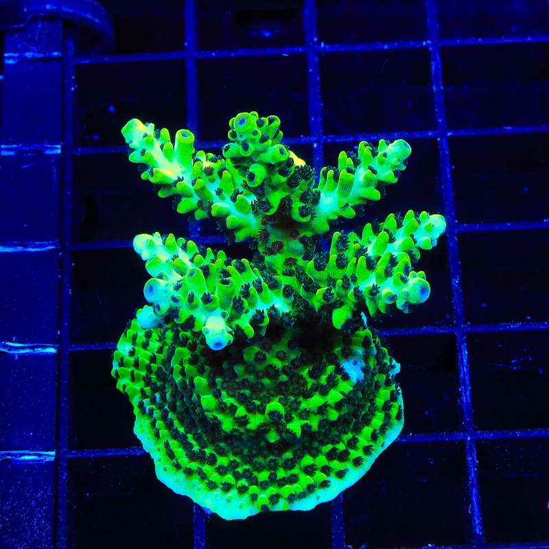 Laura's Purple Polyp Acropora XL Frag Coral