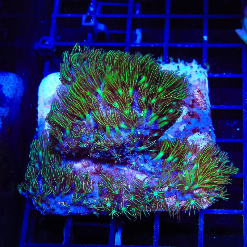 Mint Star Polyps Colony Coral