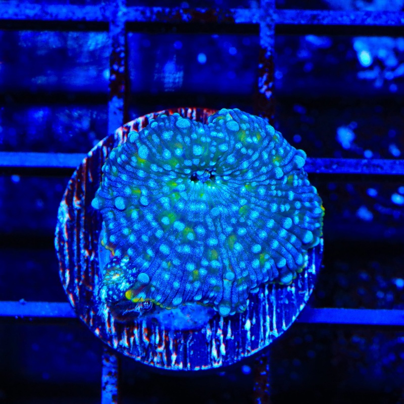 Morning Dew Mushroom Coral