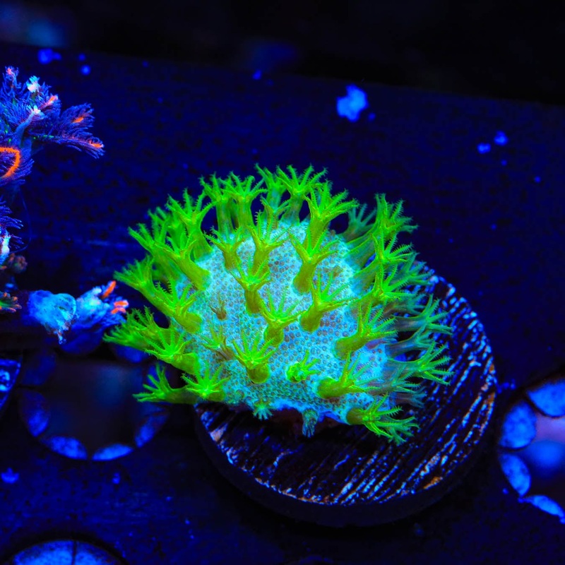 Neon Polyp Toadstool Coral