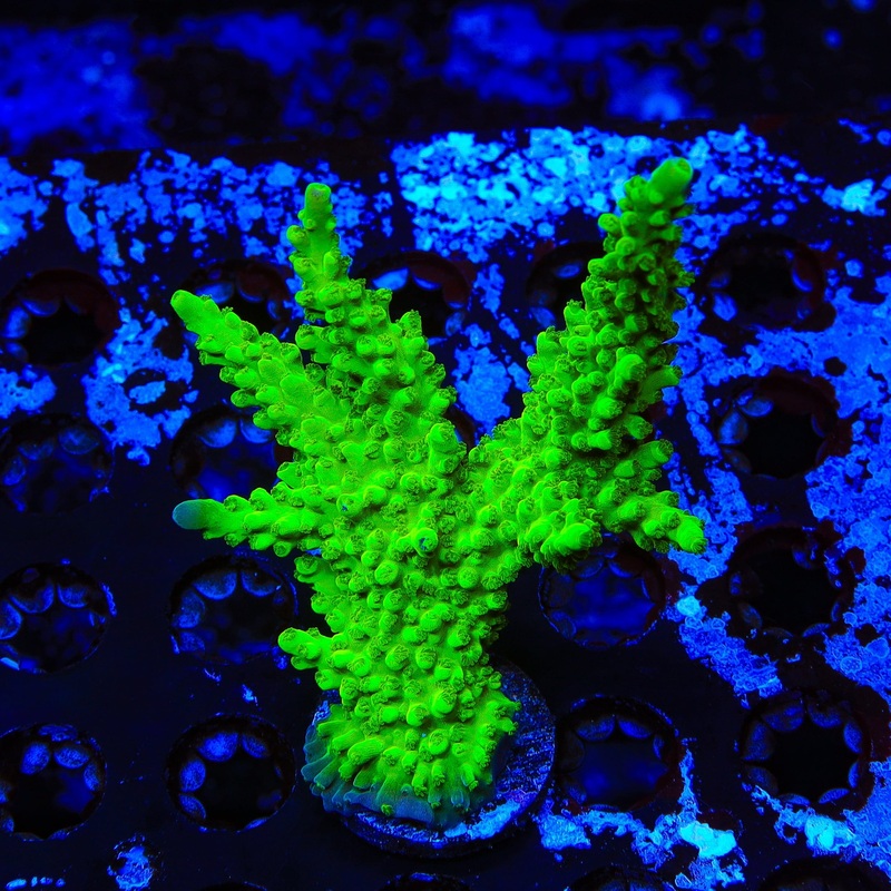 ORA Frogskin Acropora XL Frag Coral