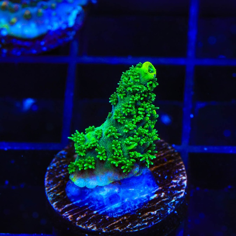 ORA Green Planet Acropora Coral