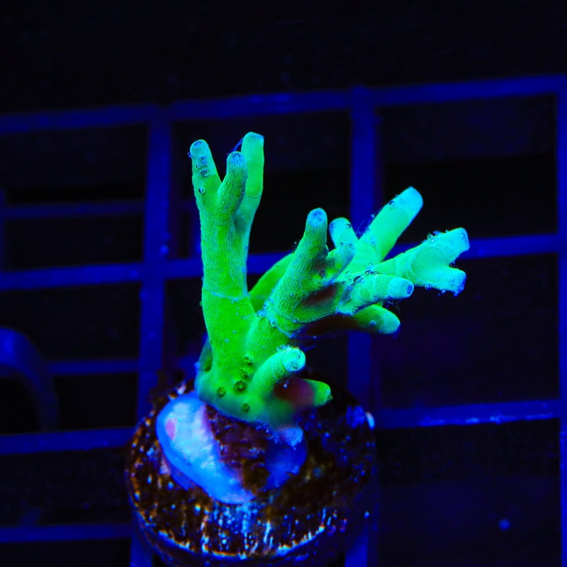 ORA Hawkins Echinata Acropora Coral