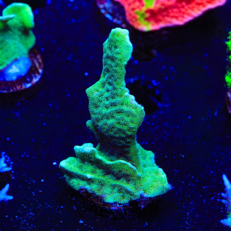 ORA Mint Pavona Coral