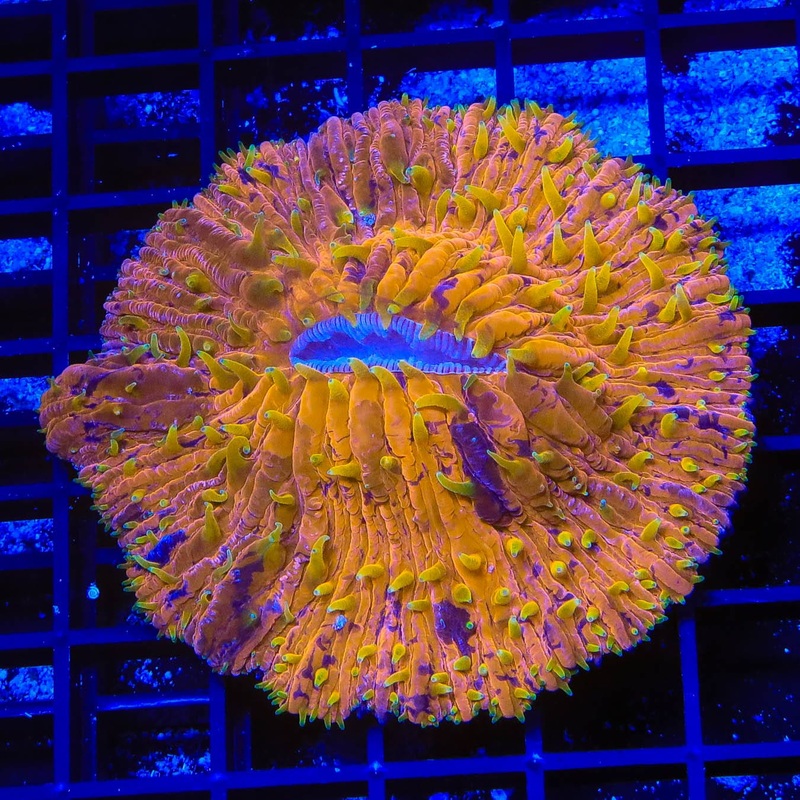 Orange Splatter Plate Coral