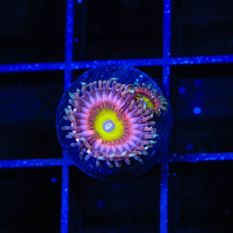 Pink Hippo Zoanthids Coral