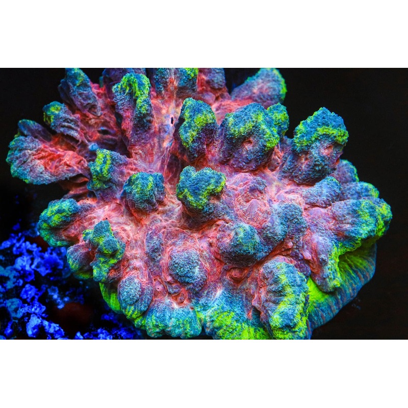 Rainbow Pectinia Coral