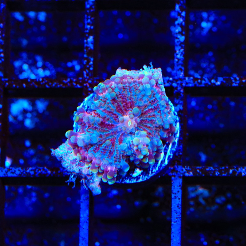 Rainbow Yuma Coral