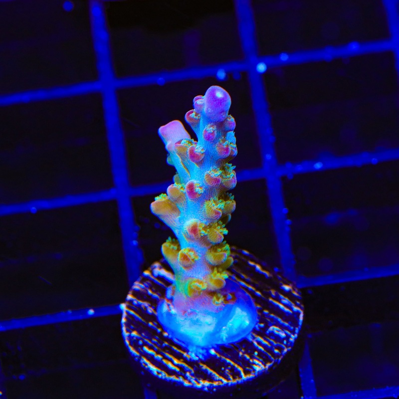 RR Olympus Acropora Coral