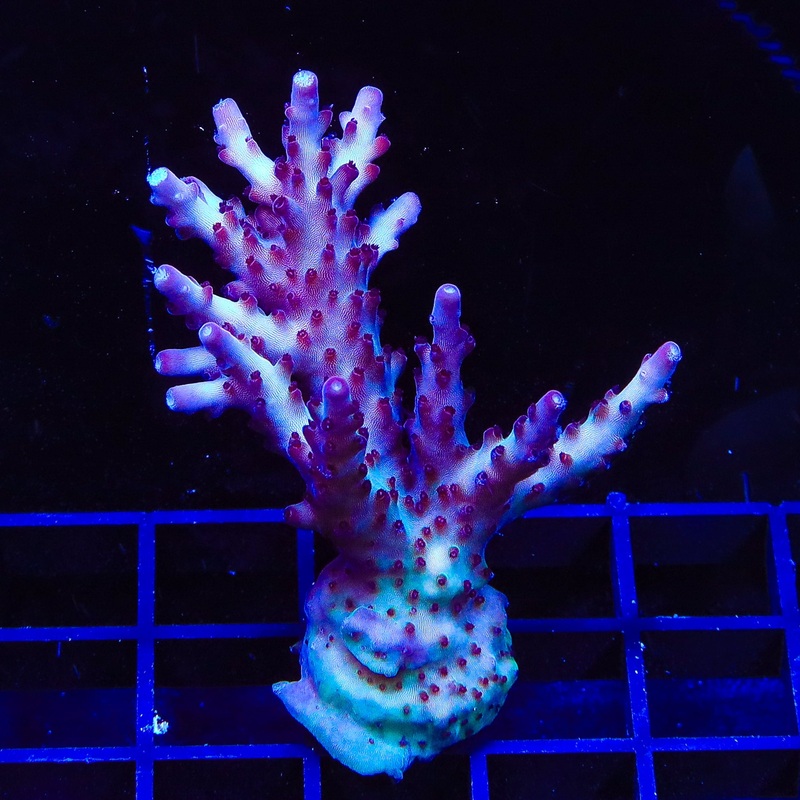 RR Robinhood Acropora XL Frag Coral