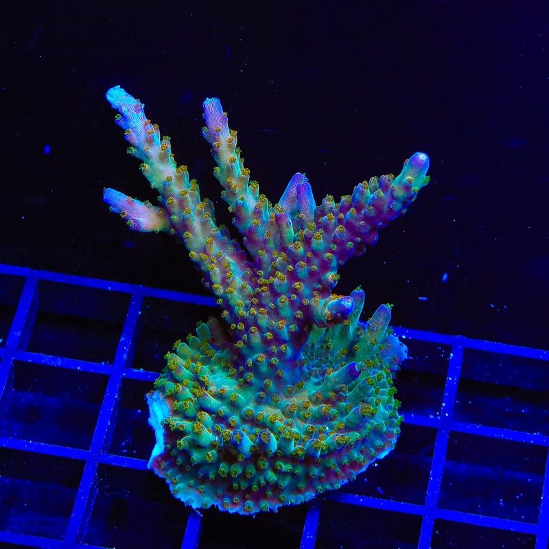 RRC Wonderland Acropora XL Frag Coral