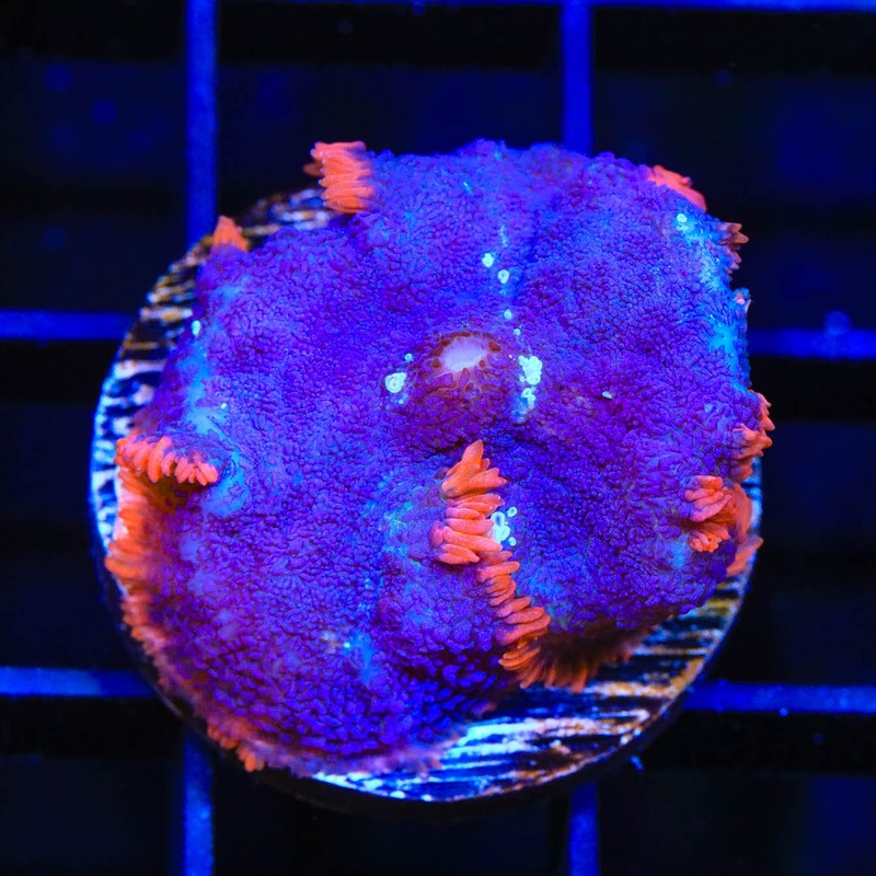 Saturns Ring Rhodactis Mushroom Coral