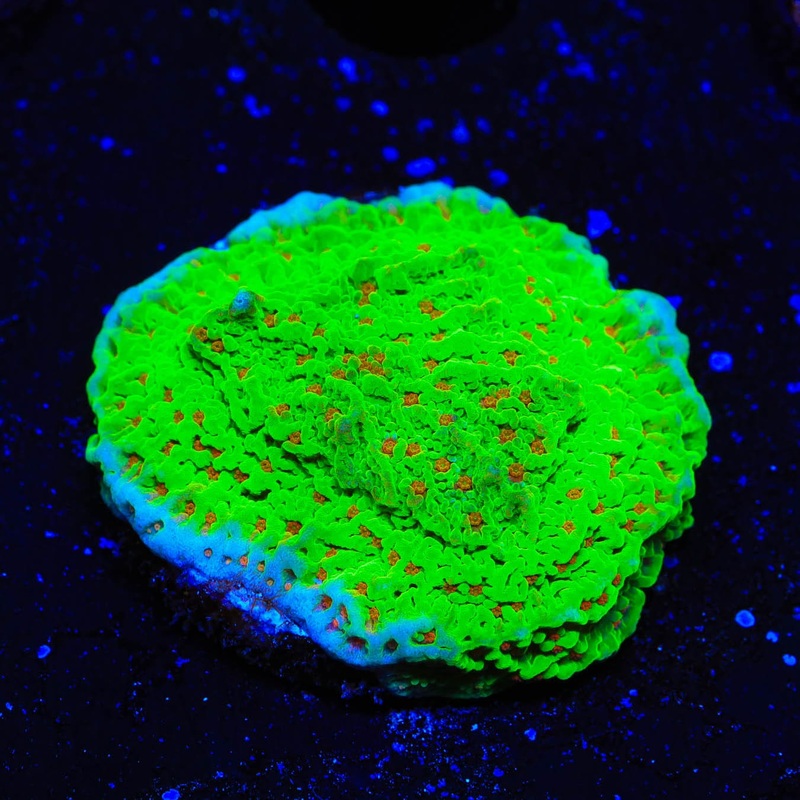 Seasons Greeting Montipora Coral