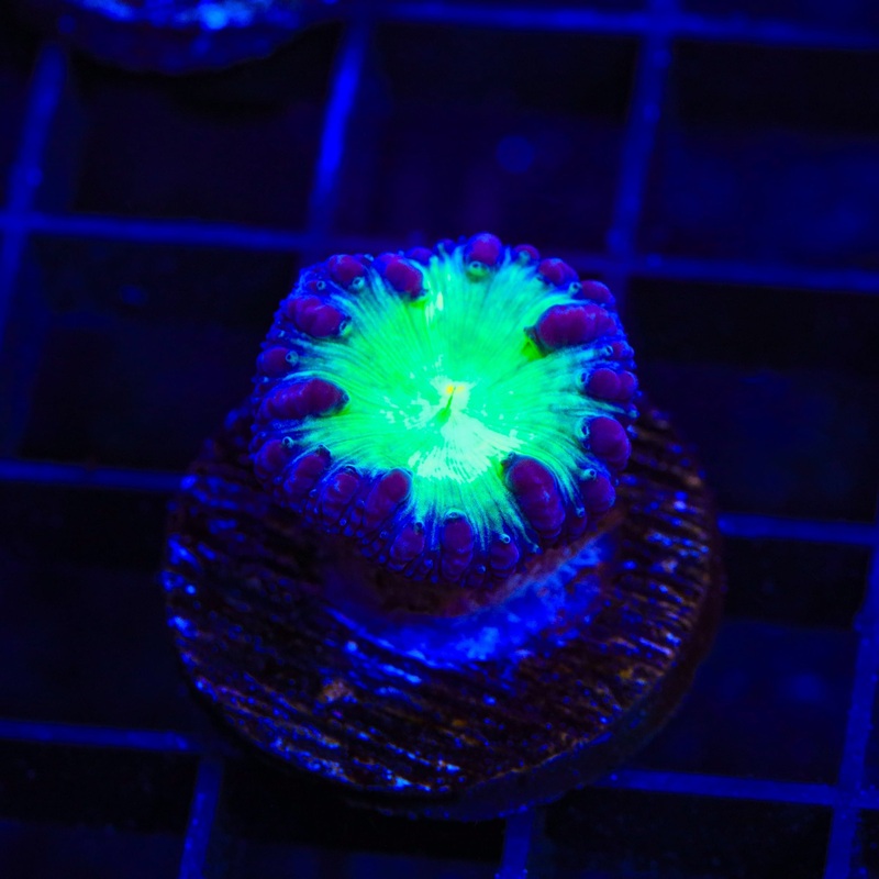 Sour Grape Blastomussa Coral