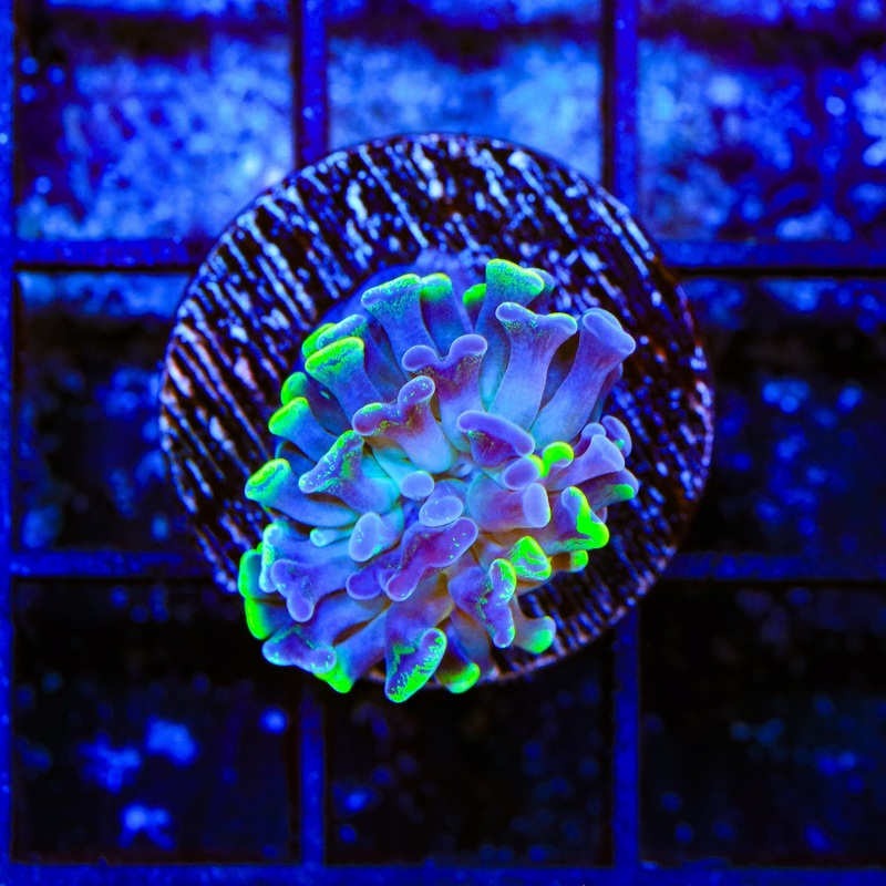 Splatter Stalk Hammer Coral