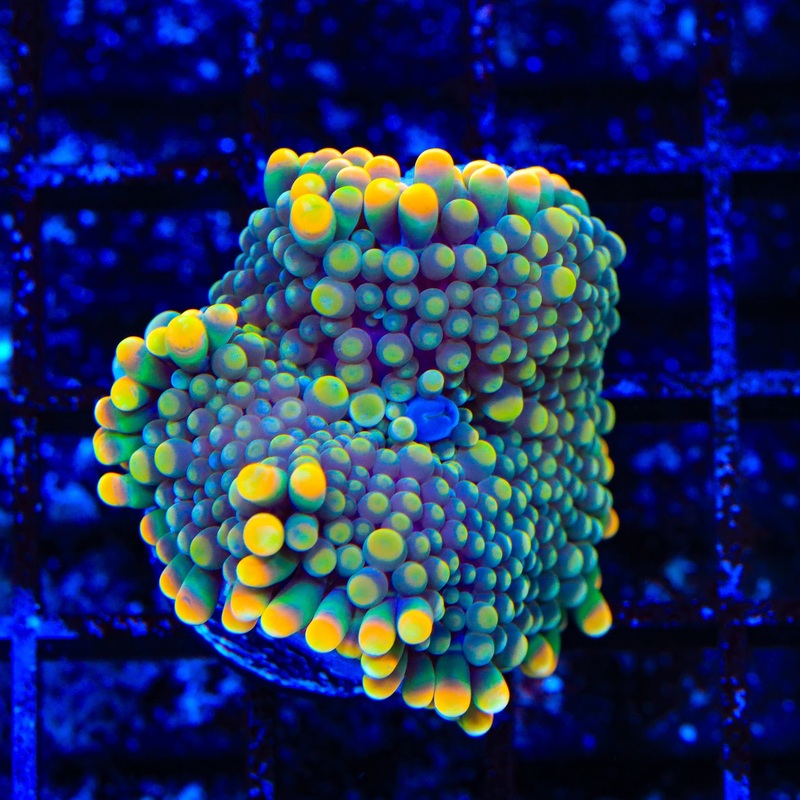 Tang Yuma Coral