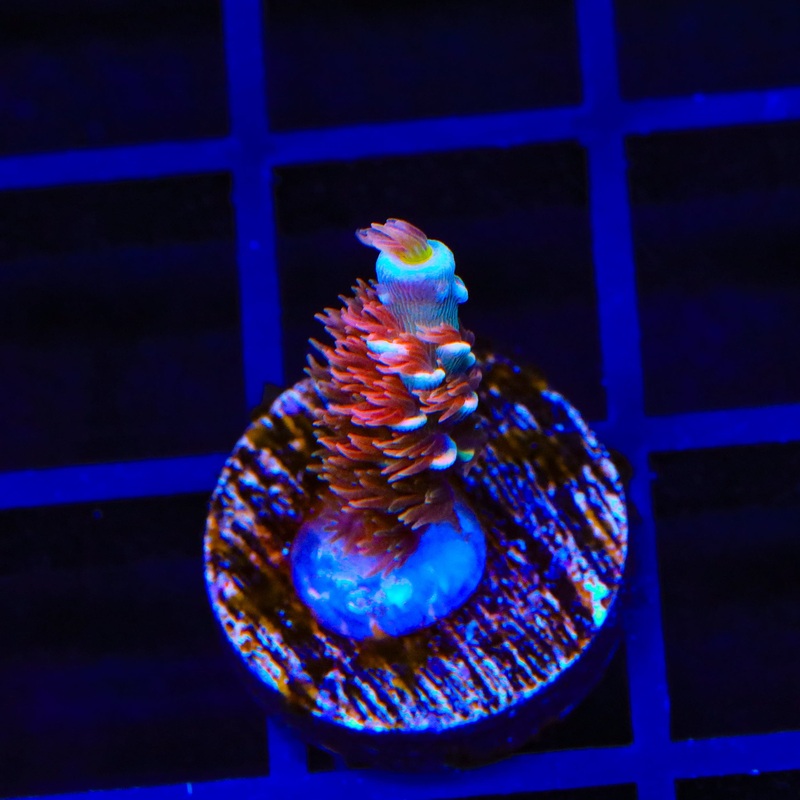 TGC Cherry Bomb Tenuis Acropora Coral