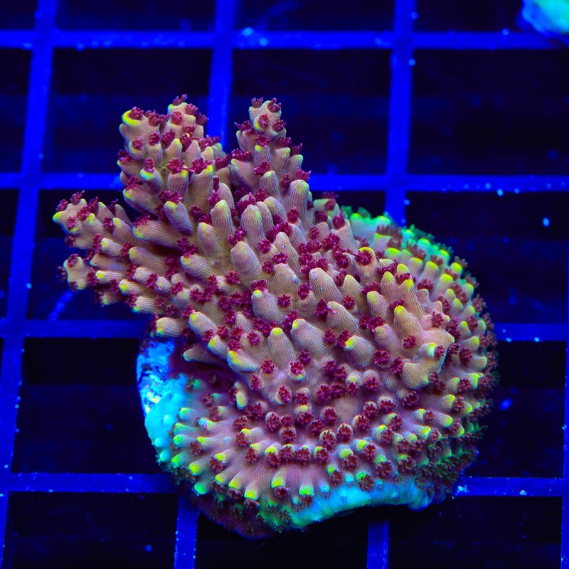 TGC Red Cadillac Acropora XL Frag Coral