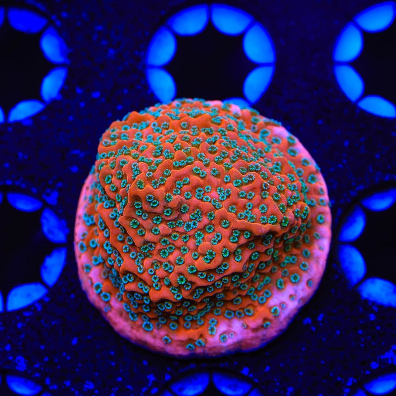 TSA Apple Jacks Montipora Coral