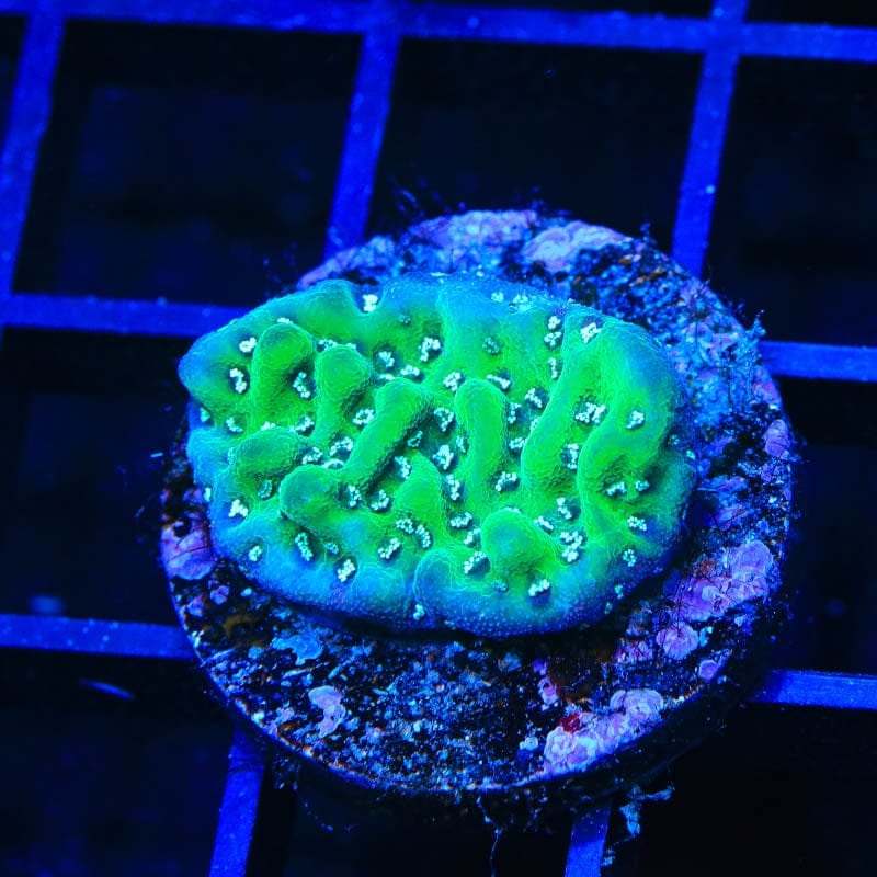 TSA Aqua Rim Montipora Coral