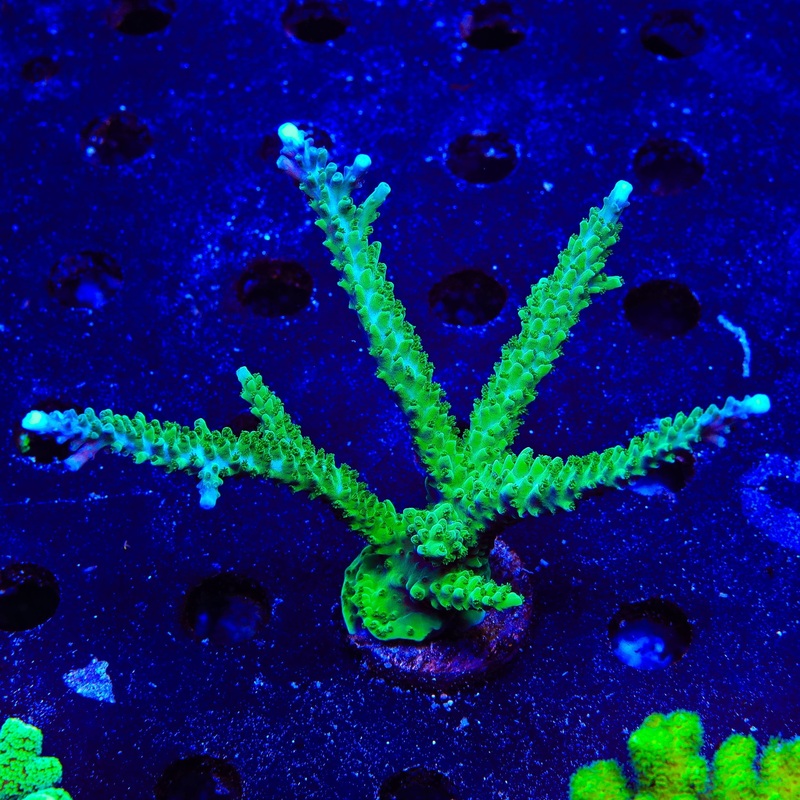 TSA Aquamarine Acropora Coral