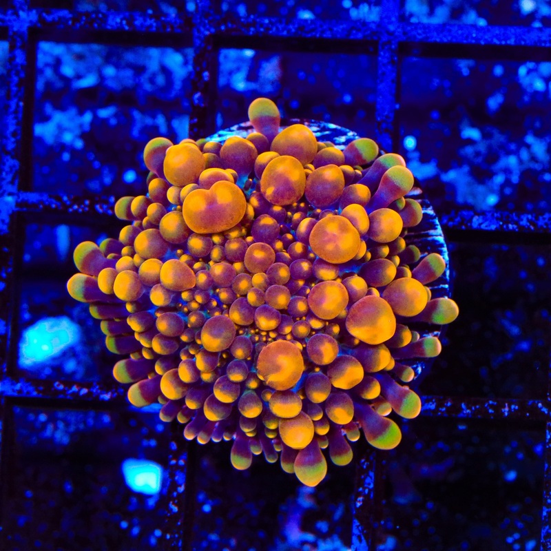 TSA BBL Bounce Yuma Coral
