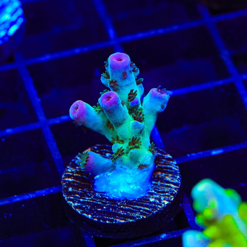 TSA Blueberry Sarmentosa Acropora Coral