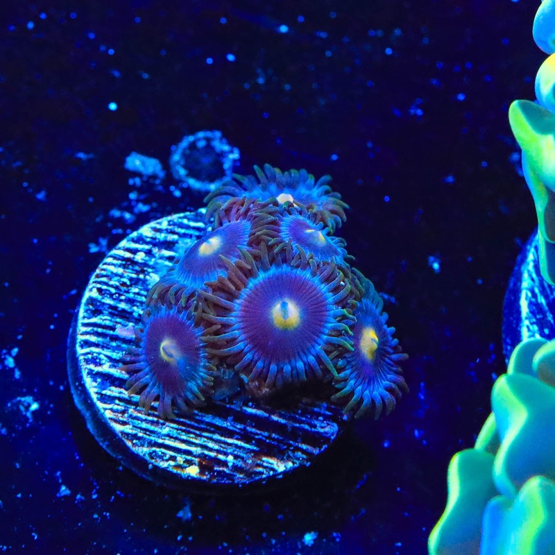 TSA Blueberry Zoanthids Coral