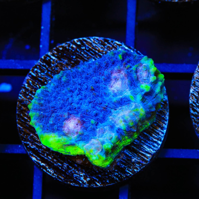TSA Blues Clues Chalice Coral