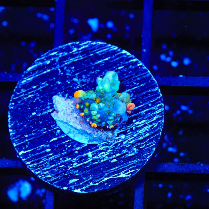 TSA Bozos Revenge Bounce Rhodactis Mushroom Coral