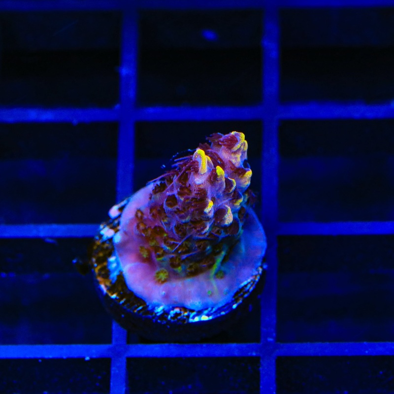 TSA Colonel Mustard Acropora Coral