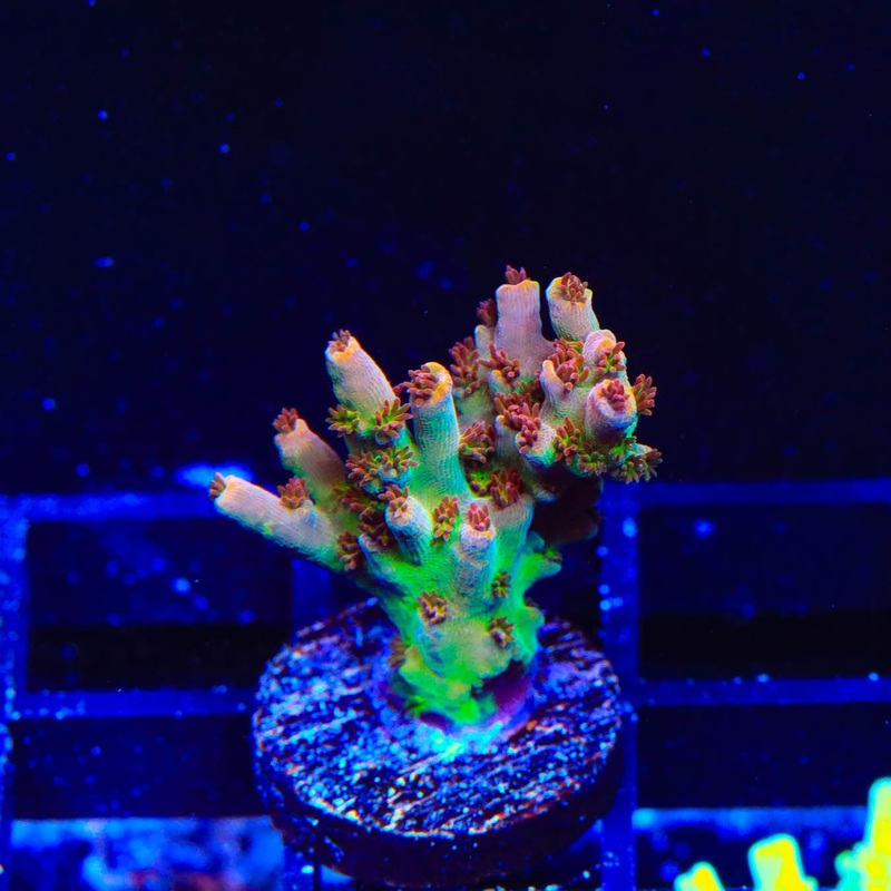 TSA Colt 45 Acropora Coral