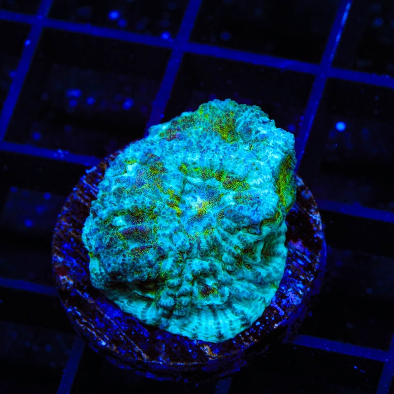 TSA Cool Heat Favia Coral