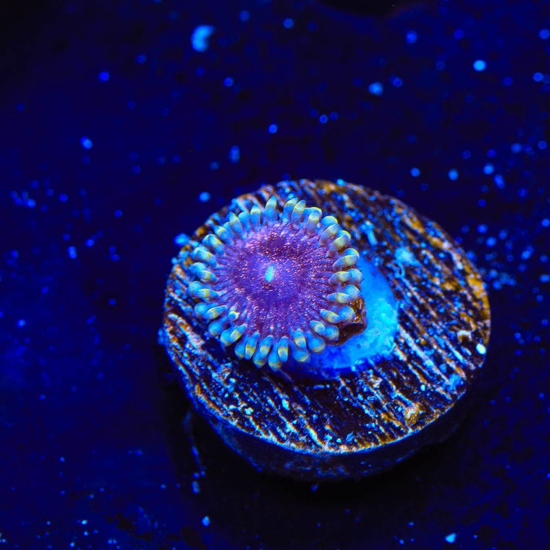 TSA Cosmic Kiss Zoanthids Coral