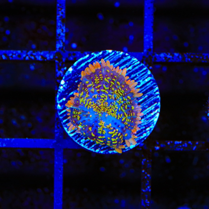 TSA Crackle Pop Rhodactis Mushroom Coral