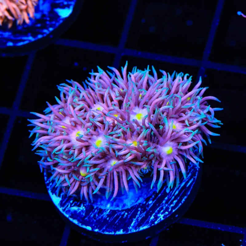 TSA Crazy Goniopora Coral