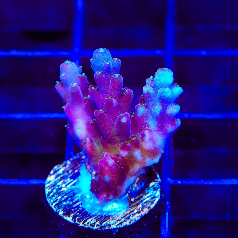 TSA Dante's Inferno Acropora Coral