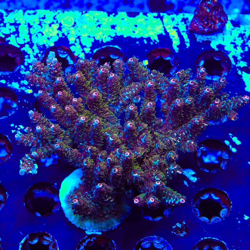 TSA Daydream Acropora Colony Coral