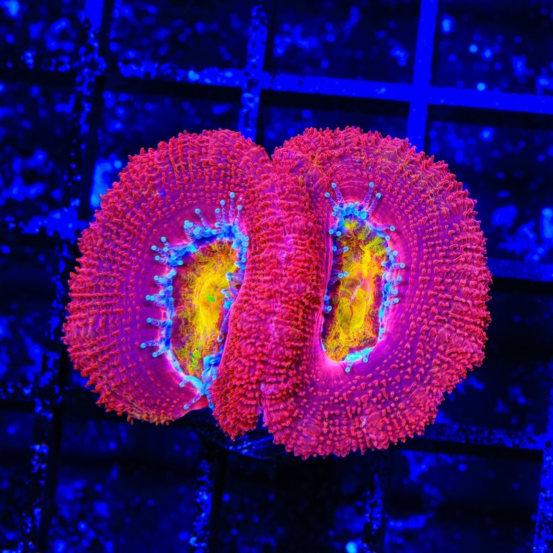 TSA Dipped in Fire Acan Coral
