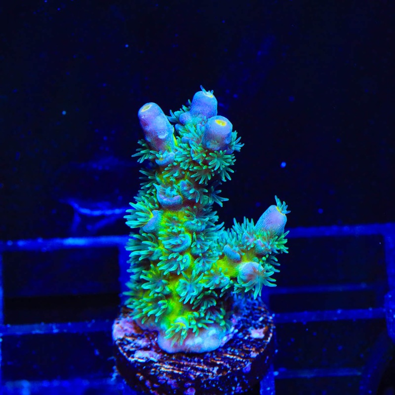 TSA Dirty Harry Acropora Coral