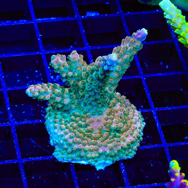 TSA Explosive Ember Acropora XL Frag Coral