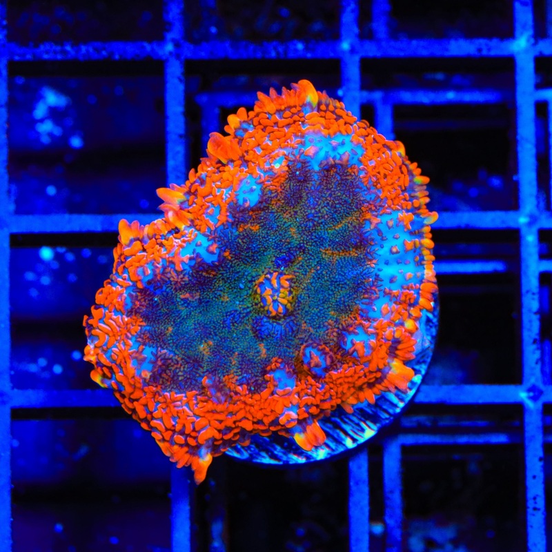 TSA Fire Dancer Rhodactis Mushroom Coral
