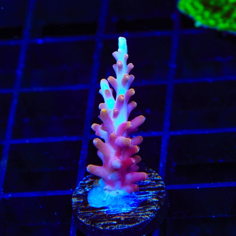 TSA Fire Dragon Acropora Coral