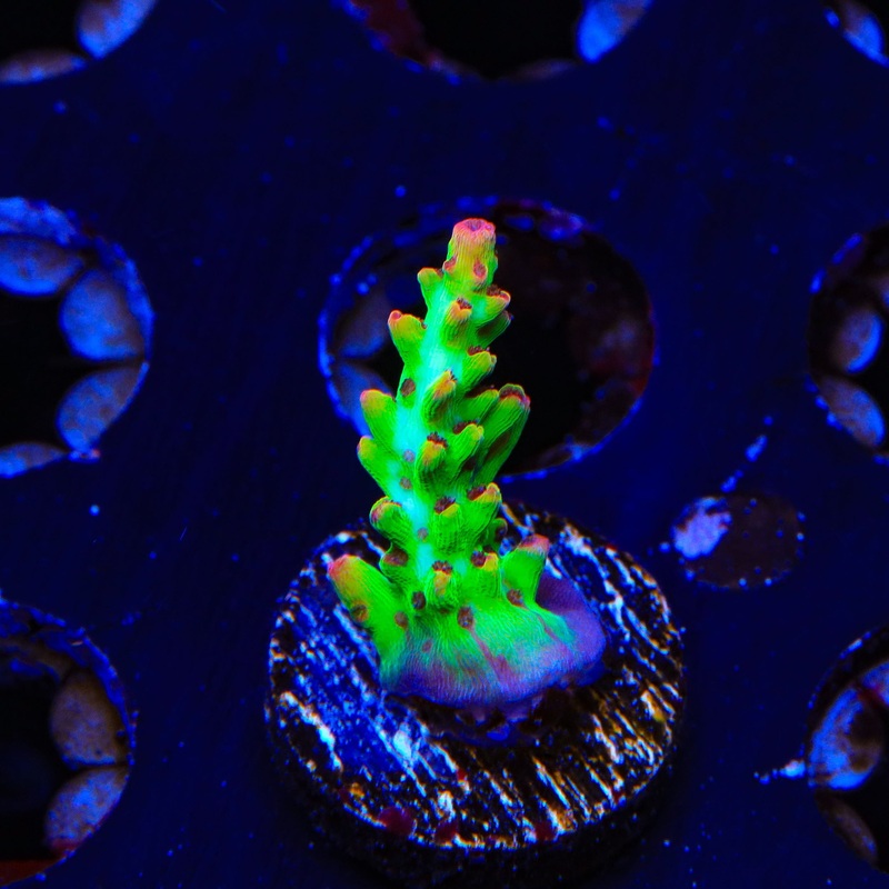 TSA Flame Tip Acropora Coral