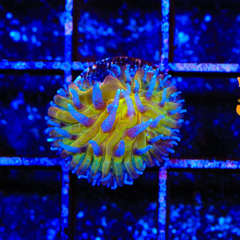 TSA Frosted Sun Aquacultured Plate Coral