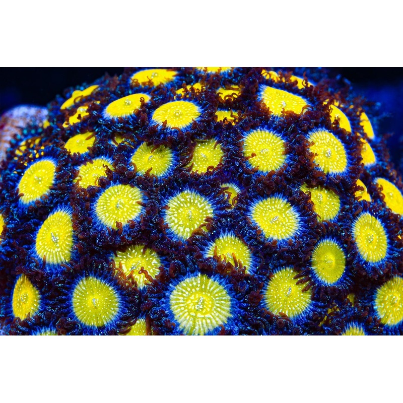 TSA Frozen Apple Zoanthids Coral