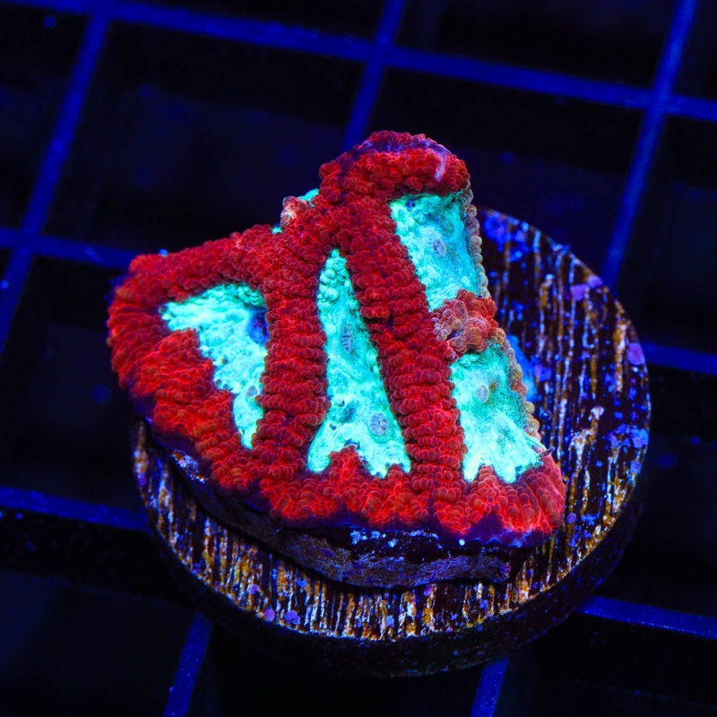 TSA Frozen Heart Favia Coral