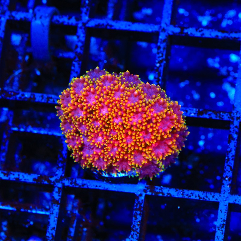 TSA Fun Dip Goniopora Coral